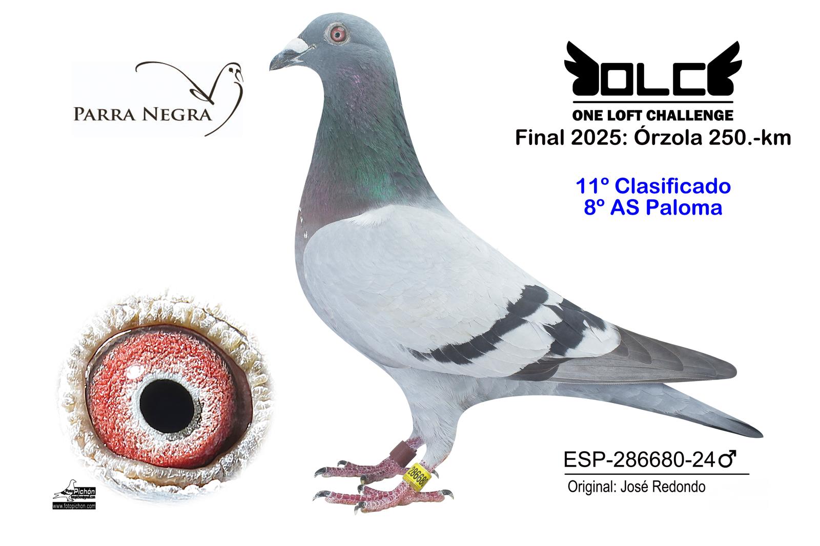 11º ESP-24-286680