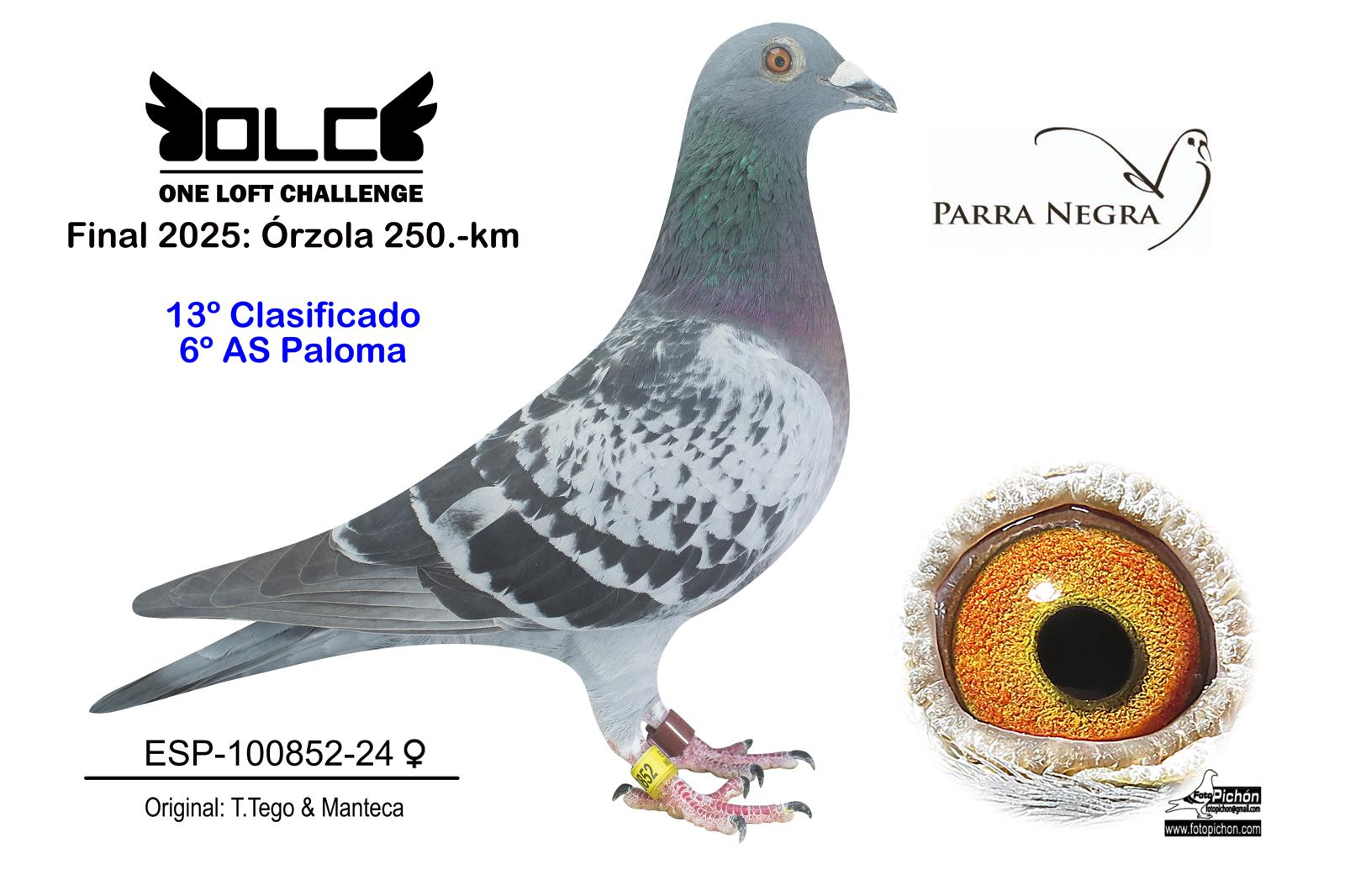 13º ESP-24-100852