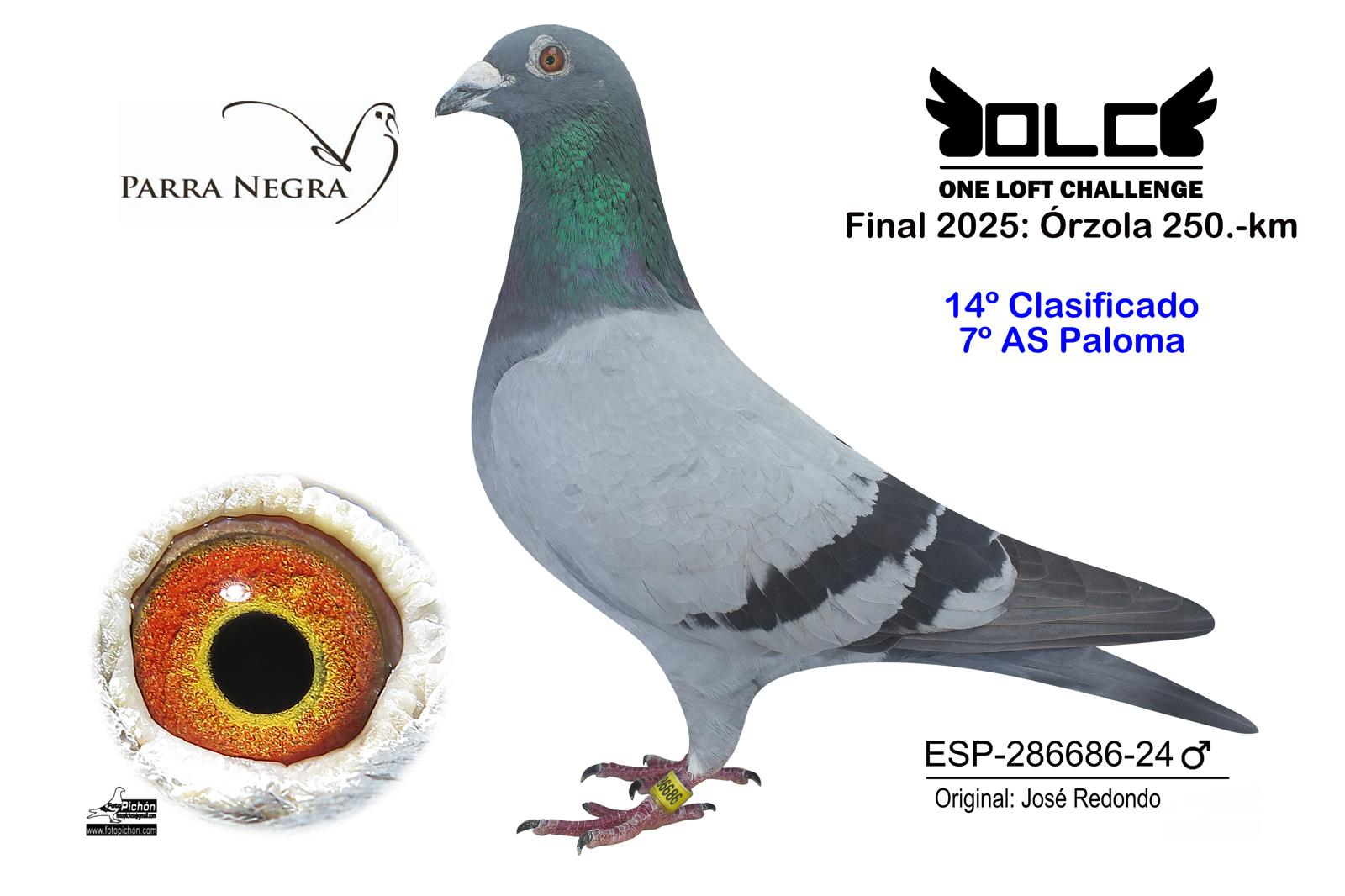 14º ESP-24-286686