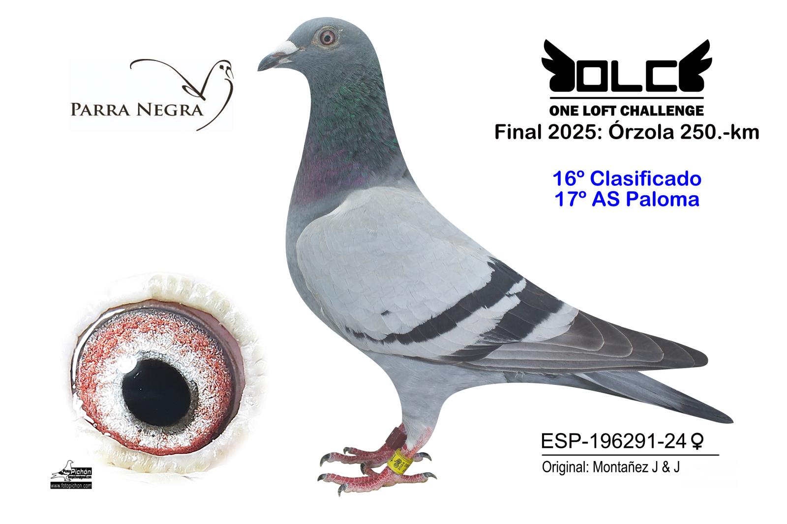 16º ESP-24-196291