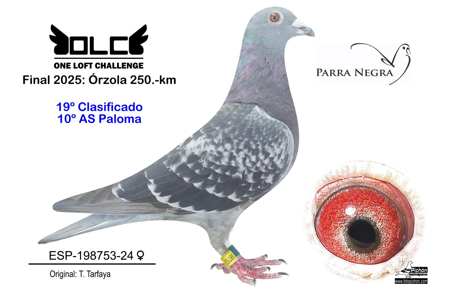 19º ESP-24-198753