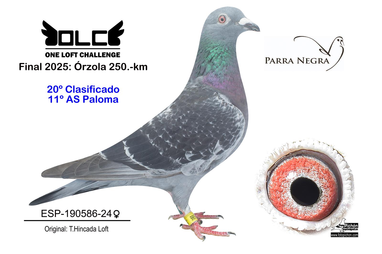 20º ESP-24-190586