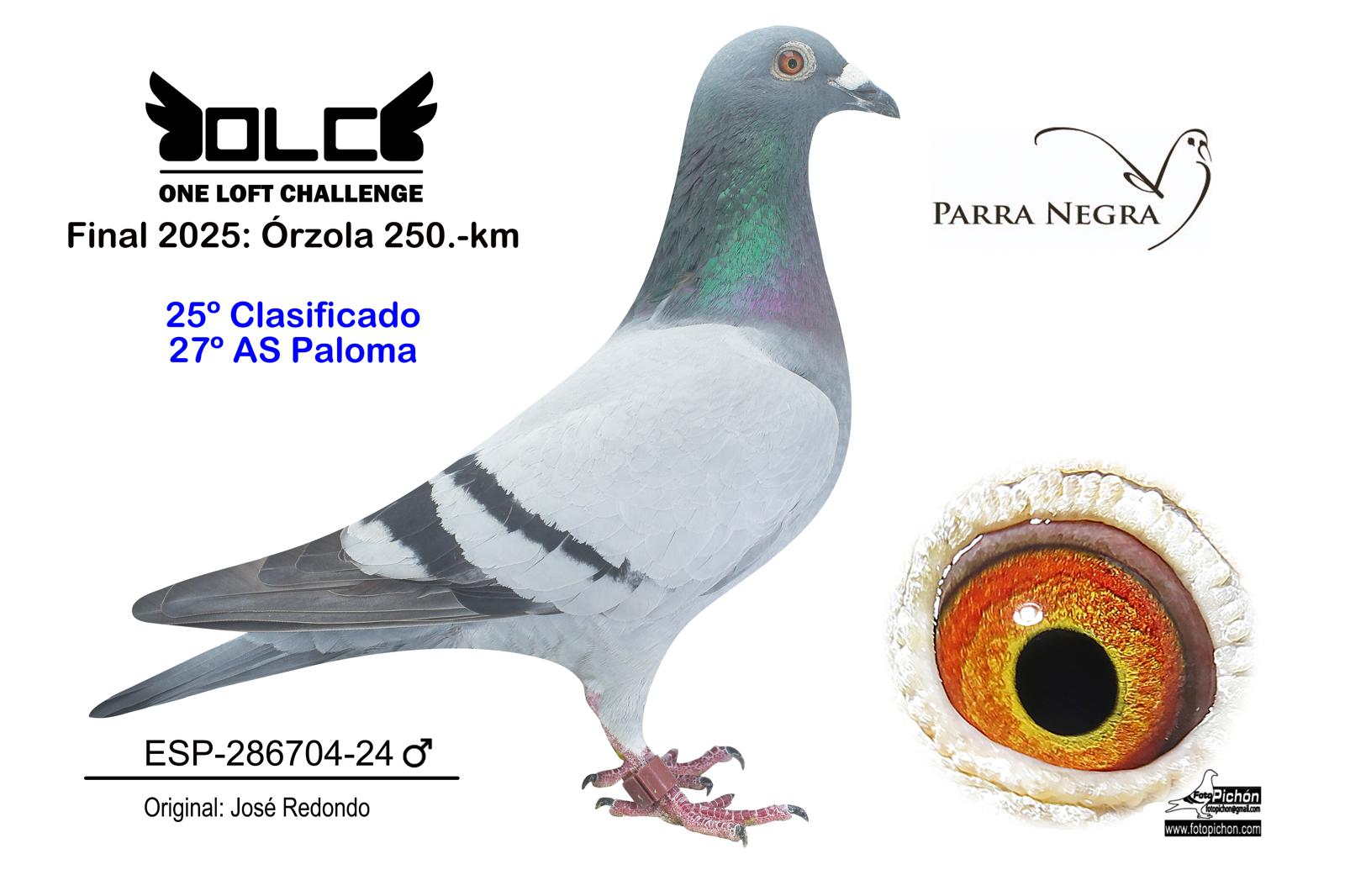25º ESP-24-286704