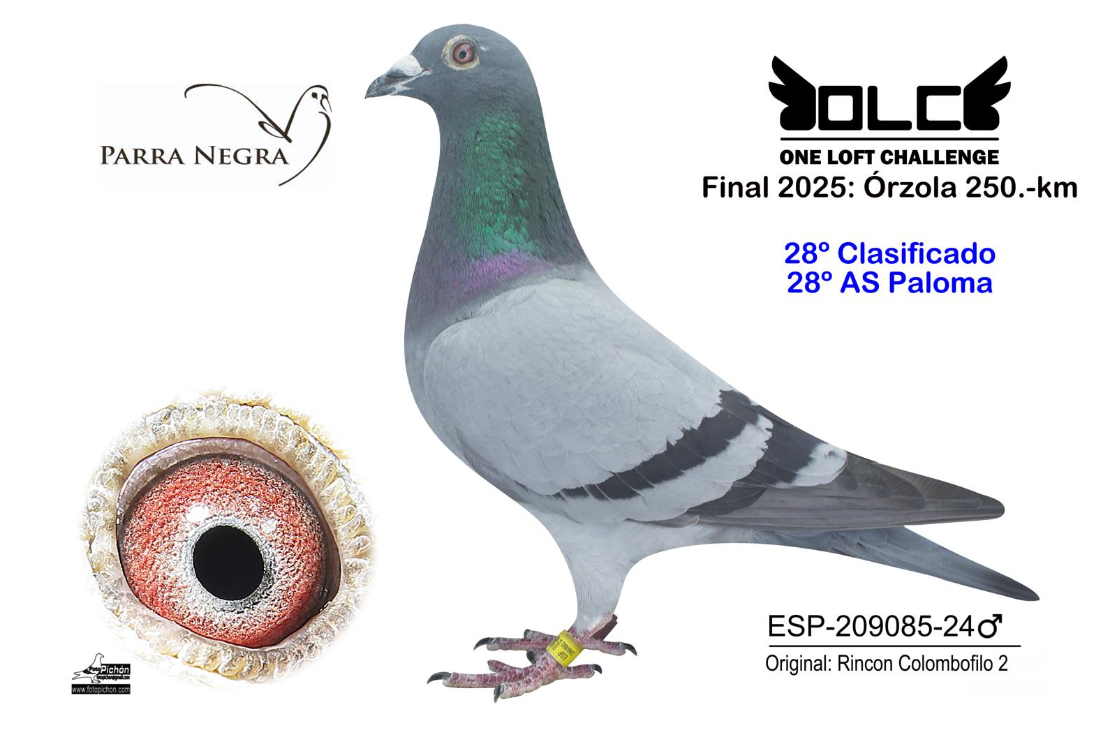 28º ESP-24-209085