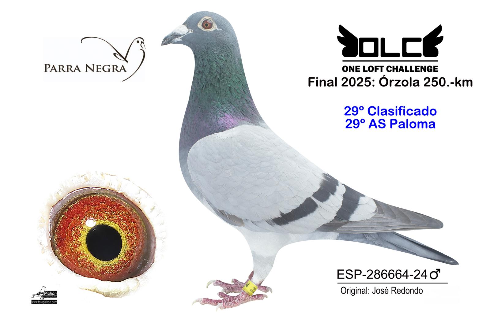 29º ESP-24-286664