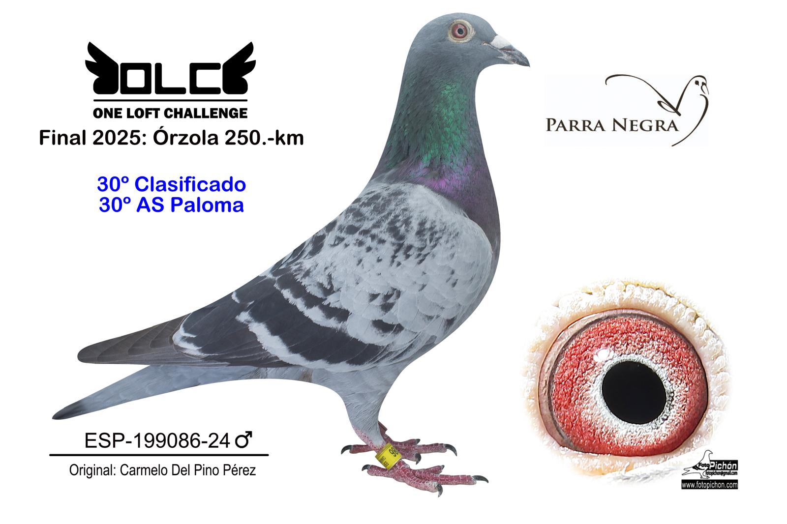 30º ESP-24-199086