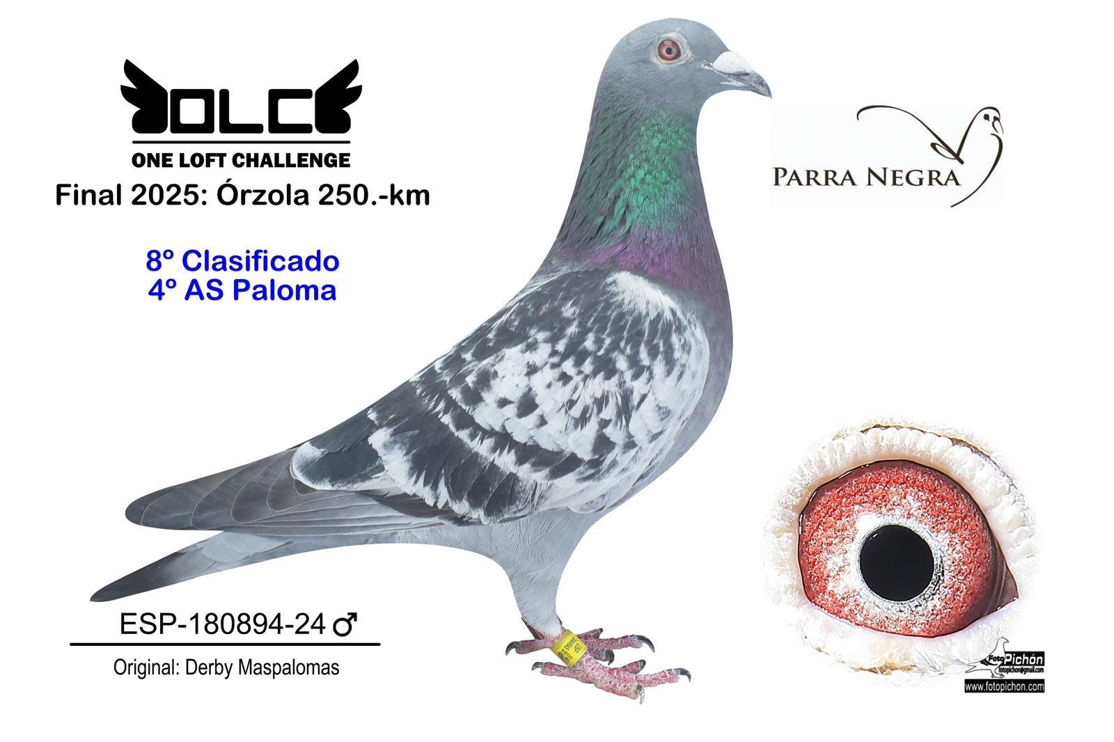 8º ESP-24-180894