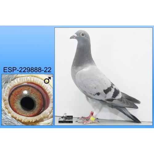 ESP-22-229888