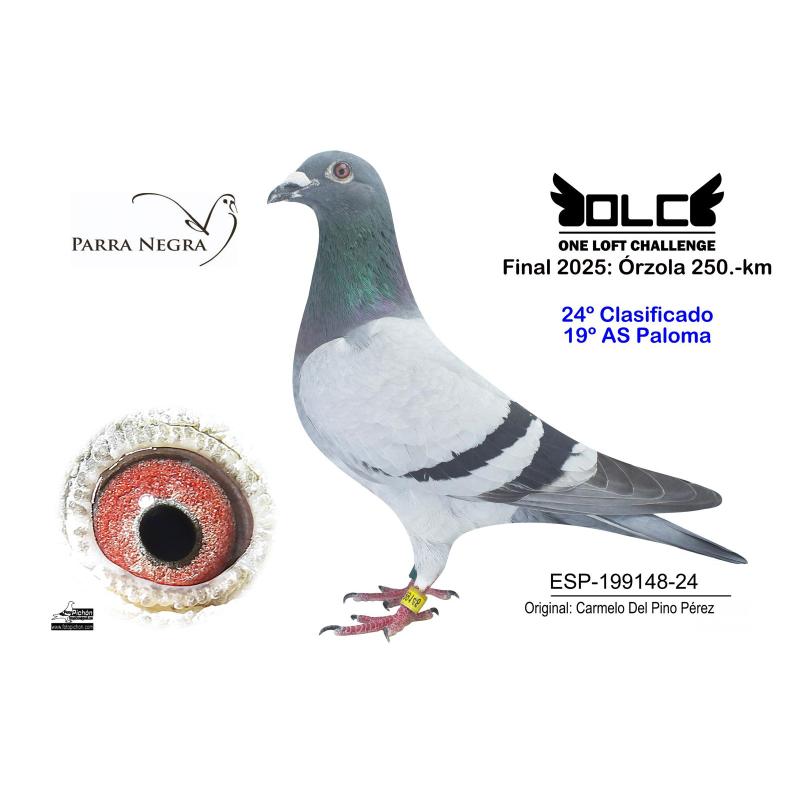 24 ºESP-24-199148