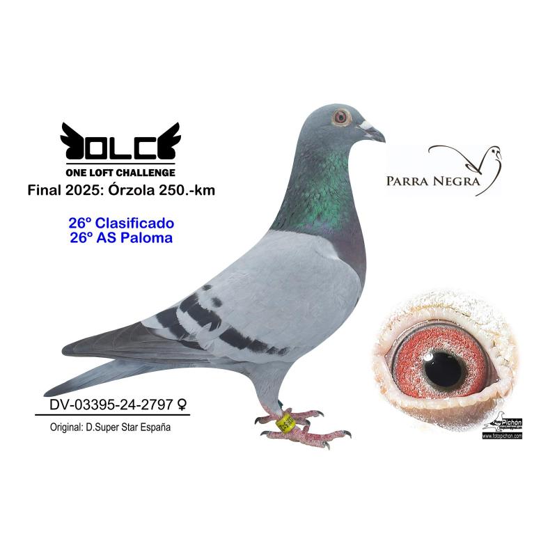 26º DV-03395-24-2797