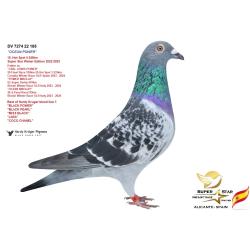 26º DV-03395-24-2797