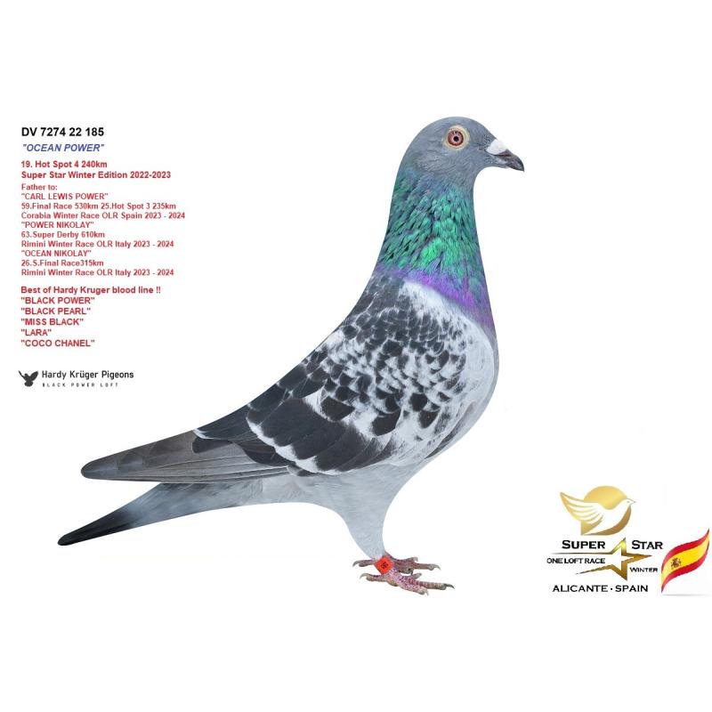 26º DV-03395-24-2797